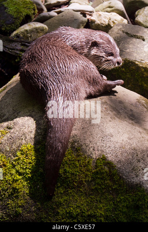 Asian breve artigliato otter a guarnizione nazionale santuario, Gweek Foto Stock