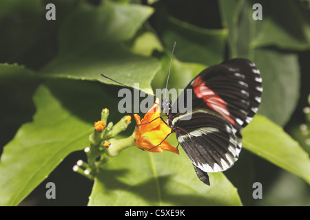 Portalettere farfalla sul fiore di arancia Foto Stock