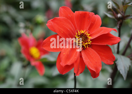 Zinnia Marylandica fiore Foto Stock