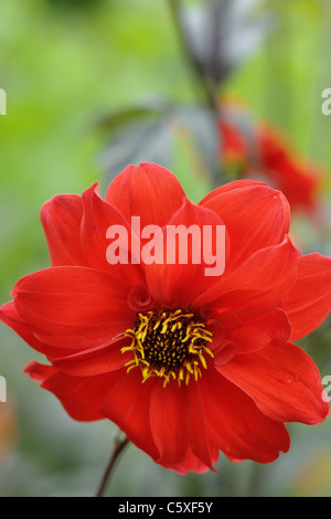 Zinnia Marylandica fiore Foto Stock