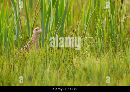 Re di quaglie ( Crex crex ), Crex crex, in erba a Balranald RSPB, North Uist, Ebridi Esterne Foto Stock