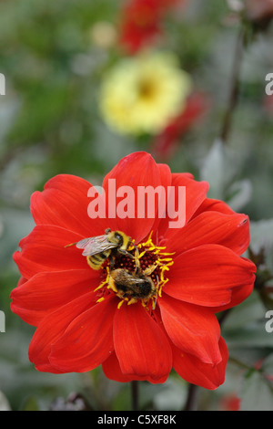 Bumblebee su Zinnia Marylandica fiore Foto Stock