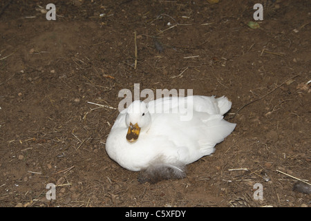 Pekin anatra in cattività Foto Stock