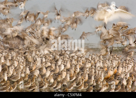 Nodo Calidris canutus come garzetta terre fa sobbalzare il nodo sono ' appollaiati (sfumata per illustrare il movimento) Norfolk, Regno Unito Foto Stock