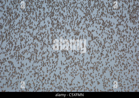 Nodo Calidris canutus decine di migliaia di nodi spostare come uno come essi volare ad una alta marea roost Norfolk, Regno Unito Foto Stock