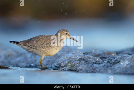 Nodo Calidris canutus un adulto rovistando in costiera fondali bassi di una remota spiaggia scozzese. Le isole Shetland, Scotland, Regno Unito Foto Stock