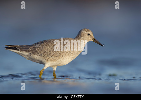 Nodo Calidris canutus un adulto rovistando in costiera fondali bassi di una remota spiaggia scozzese. Le isole Shetland, Scotland, Regno Unito Foto Stock