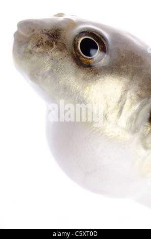 Balloonfish animale isolato su bianco Foto Stock