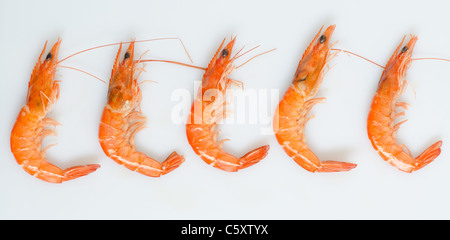 Deliziosi gamberi bolliti materie isolato in bianco Foto Stock