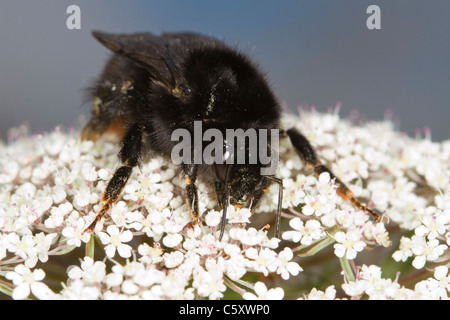 Red-tailed Bumblebee (Bombus lapidarius) queen alimentazione su Umbellifera fiori Foto Stock