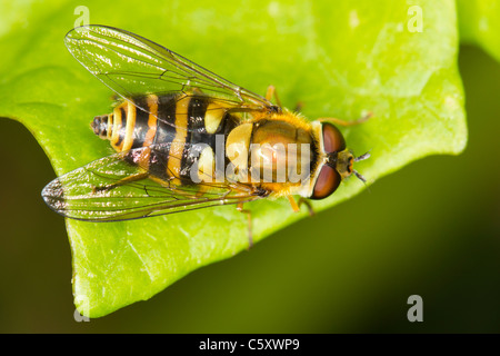 Syrphus ribesii hoverfly appoggiata su una foglia Foto Stock
