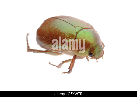 Può beetle isolato su bianco Foto Stock