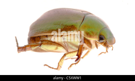 Può beetle isolato su bianco Foto Stock