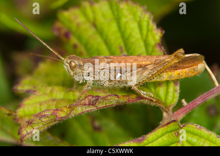 Campo comune Grasshopper (Chorthippus brunneus) Foto Stock