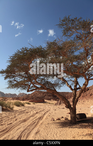 Un albero si trova nel Canyon Colorato, Sinai South, Egitto. Foto Stock