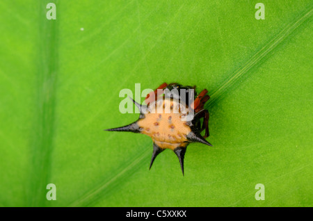 Il ragno spinoso spinybacked orbweaver sulla lamina Foto Stock