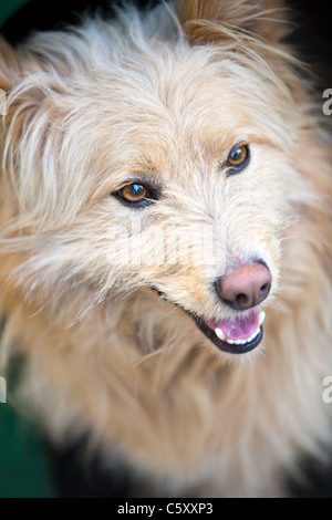 Ritratto di un cane domestico Foto Stock