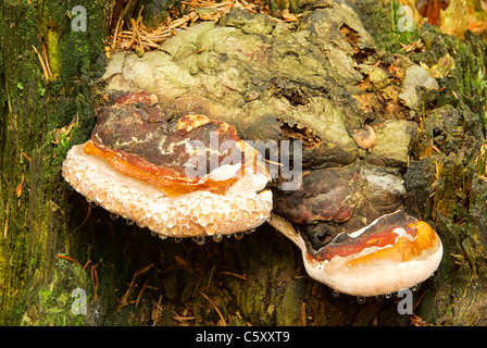 Zunderschwamm - Tinder fungo 03 Foto Stock