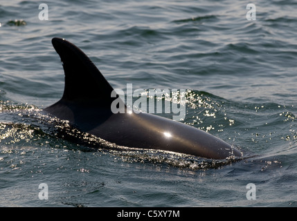 Un tursiope cancella la superficie dell'estuario del Sado in Portogallo per rivelare la sua pinna dorsale Foto Stock