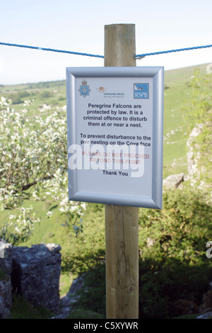 Rspb firmare spiegando che i falchi pellegrini sono protetti, bordo di Malham Cove, malhamdale, Yorkshire Dales, Inghilterra, Regno Unito, estate Foto Stock