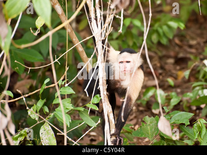 Giovani scimmia nella giungla tropicale Foto Stock