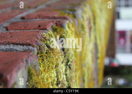 Rosso vecchio muro di mattoni con moss Foto Stock