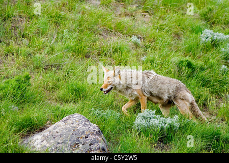 Coyote cercando il cibo Foto Stock