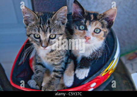 I capretti gattini in posa di motociclo casco. Foto Stock