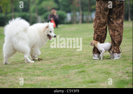 Due cani giocando insieme sul prato Foto Stock