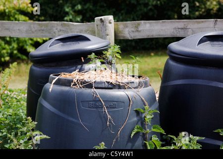 Scomparti di compost di Ryton Giardini e orti biologici, Warwickshire , Inghilterra Foto Stock