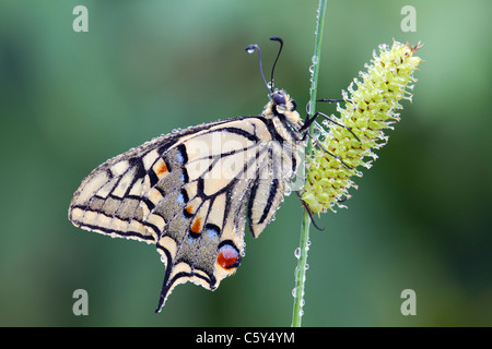 Farfalla a coda di rondine; Papilio machaon ssp britannicus; sul lettore RUSH Foto Stock