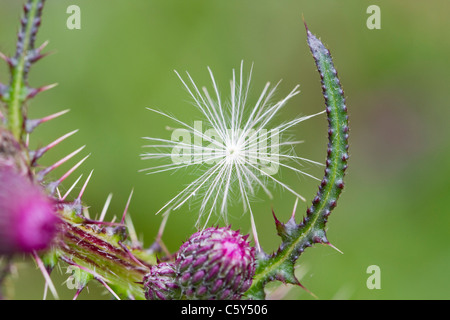 Thistle sementi sul Marsh Thistle; Cirsium palustre; Regno Unito Foto Stock