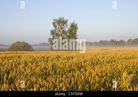 Natura agricola vista. Alcuni alberi circondato da campo di grano. Foto Stock