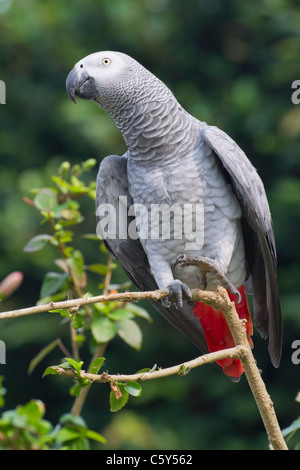 Pappagallo grigio africano (Psittacus erithacus), provincia di Tshopo nella Repubblica Democratica del Congo Foto Stock