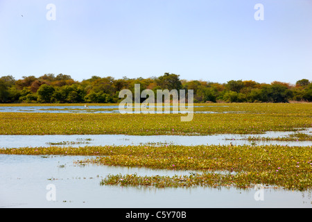 Lago Darhilla, Dinder (Dindir), il Parco Nazionale del Sudan settentrionale, Africa Foto Stock