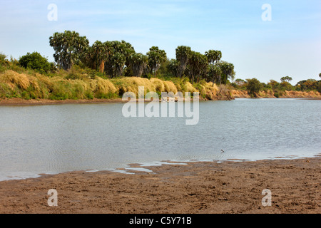 Dinder (Dindir), il Parco Nazionale del Sudan settentrionale, Africa Foto Stock