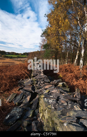 Un parzialmente crollata dry-muro di pietra tra i colori dorati dell'autunno all'interno di Glenfield Lodge Park, Leicestershire, Inghilterra Foto Stock