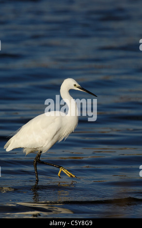 Garzetta Egretta garzetta un adulto mostra il suo distintivo giallo piedi come wades attraverso una laguna di marea di Norfolk, Regno Unito Foto Stock