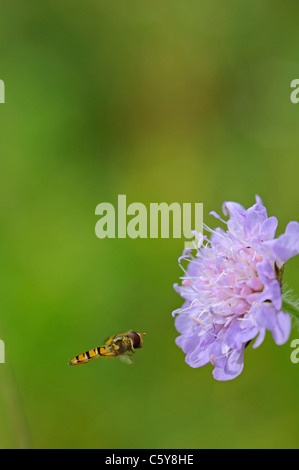 Close-up di un campo o Scabious Gipsy Rose e un hoverfly Foto Stock