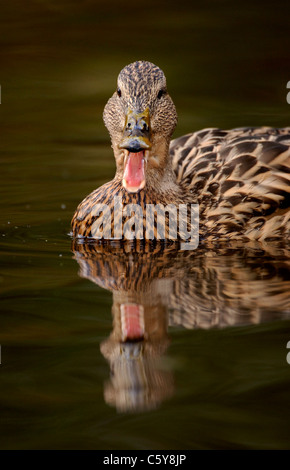 Germano Reale Anas platyrhynchos una femmina adulta chiamando sulle calme acque di un canale Derbyshire, Regno Unito Foto Stock