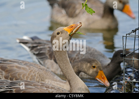 Oca Graylag mangiare le foglie Foto Stock