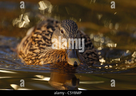 Germano Reale Anas platyrhynchos In inverno la luce del sole una femmina adulta nuota velocemente lungo la calma le acque di un canale del Derbyshire, Regno Unito Foto Stock