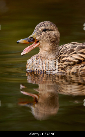 Germano Reale Anas platyrhynchos una femmina adulta chiamando sulle tranquille acque di un canale del Derbyshire, Regno Unito Foto Stock