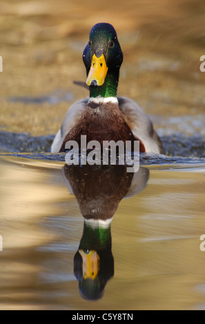 Germano Reale Anas platyrhynchos un maschio adulto nuotando lungo un canale nella luce della sera Derbyshire, Regno Unito Foto Stock