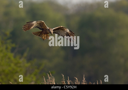 Falco di palude Circus aeruginosus un adulto vola come si caccia su canneti Norfolk, Regno Unito Foto Stock