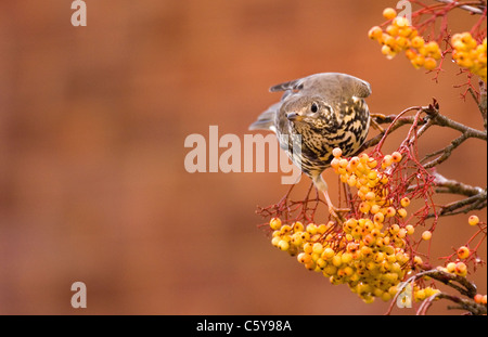 MISTLE THRUSH Turdus viscivorus un adulto alimentando in una varietà distinte di rowan tree. Nottinghamshire, Regno Unito Foto Stock