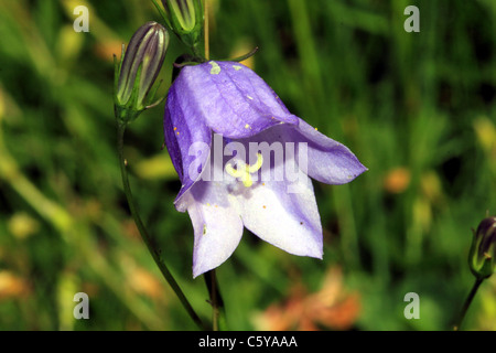 Harebell Campanula rotundifolia Famiglia: Campanulaceae Foto Stock