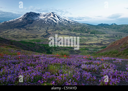 Alba rivela estate fiori selvatici fiorire lungo Johnston Ridge che si affaccia su Washington's Monte St Helens Nat Moument vulcanica. Foto Stock