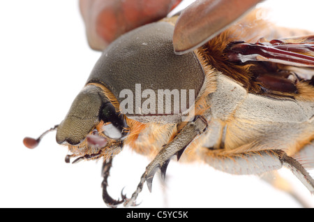 Insetti volanti scarabeo può beetle isolato su bianco Foto Stock