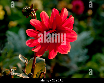 Red Dahlia, Retroilluminato con luce della sera, a Chesham Lownes Park, Bucks, Regno Unito Foto Stock